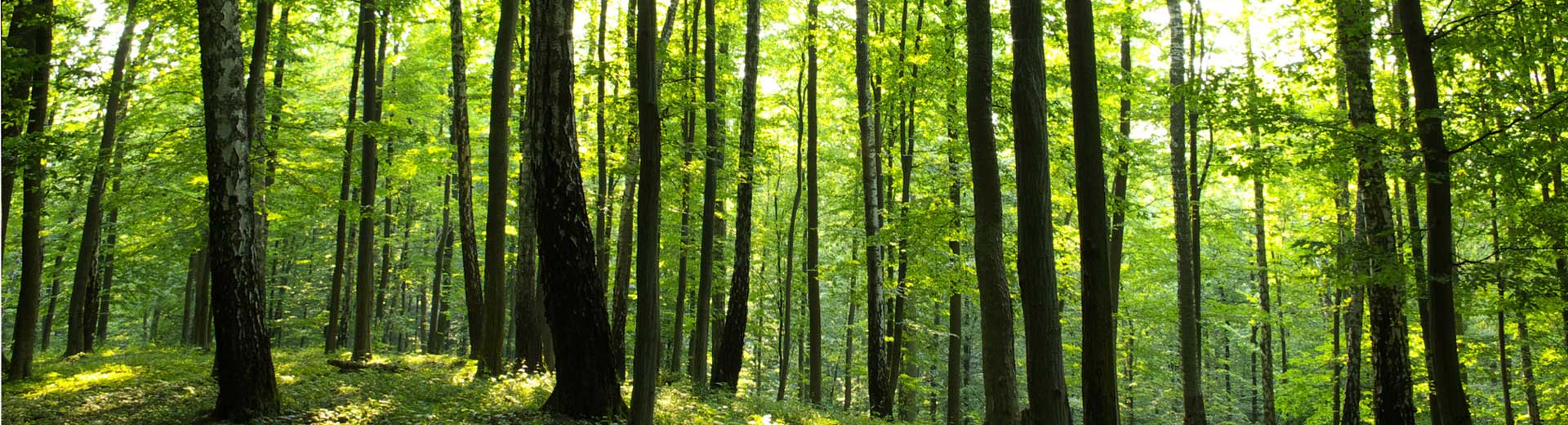 Derecho Forestal Concepcion